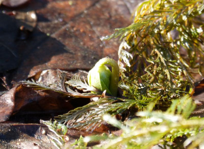 2017-02-04 Eranthis 'Schwefelglanz'.jpg