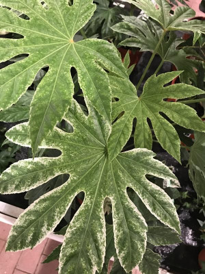 Fatsia Spider's Web 02-2017.JPG