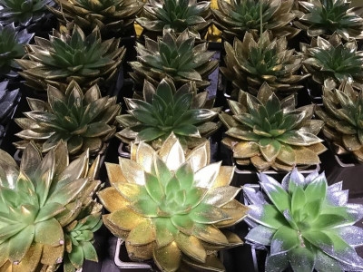 Echeveria Grauen.jpg
