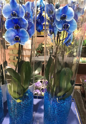 Phalaenopsis Grauen.jpg