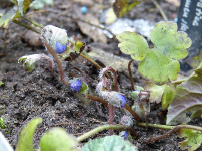 2017-02-05 Hepatica 'Blumenstadt Erfurt'.jpg