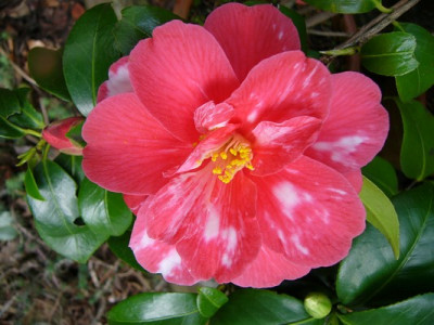 Garten_012.jpg