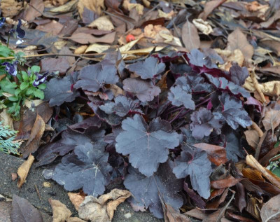 Heuchera-Coco.17-1.jpg