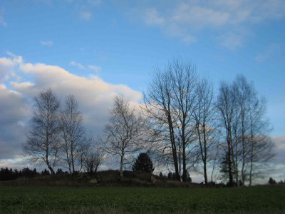 buehelnov.jpg