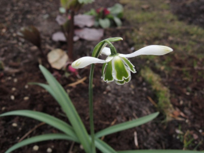 G.Hippolytha-mä.JPG
