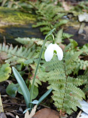 2016-02-28 Galanthus 'Hippolyta'.jpg