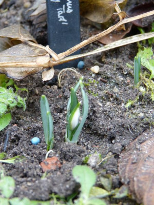 2017-02-05 Galanthus 'Blewbury Tart'.jpg