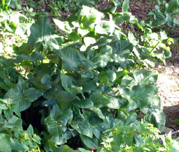 arum_italicum.jpg