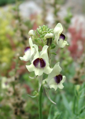 07030012_eLinaria_alpina_Hybride.JPG