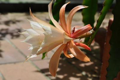 Epiphyllum Disocactus Hybride 'Peaches 'n Cream' 1.jpg