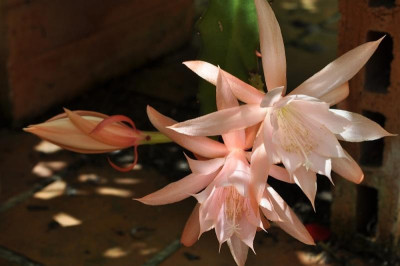 Epiphyllum Disocactus Hybride 'Peaches 'n Cream' 2, 3 und 4.jpg