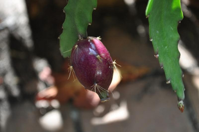 Epiphyllum Disocactus Hybride 'Peaches 'n Cream' x ... - Frucht 1b.jpg