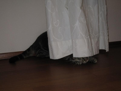 WoIstDieKatze.jpg