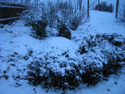 gartenschnee2.jpg