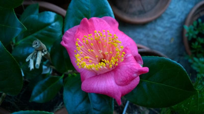 WP_20170204_001 Camellia japonica Shuko-No-Tsuki.jpg