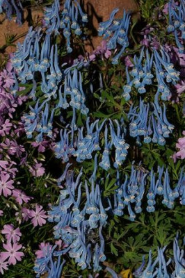 corydalis_flex._verkleinert.JPG
