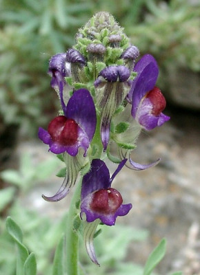 05240009_eLinaria_Hybride_blau.JPG