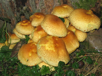 HallimaschI125_2563.jpg