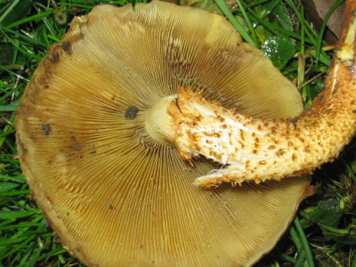 HallimaschII125_2567.jpg