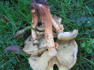 HallimaschIII125_2571.jpg