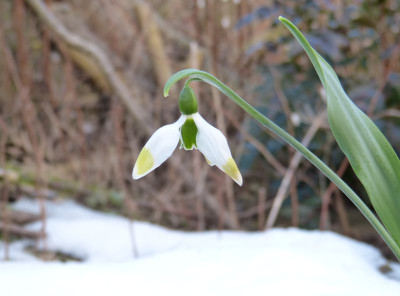 2017-02-09 Galanthus 'Green Brush'.jpg