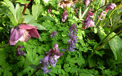 h.m corydalis 2.jpg