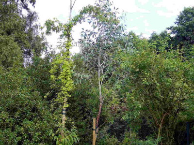 Eucalyptus-debeuzevillei-06.jpg