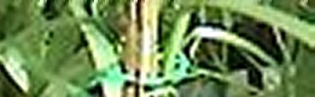Lilium_pumilum_1_Krucke.jpg