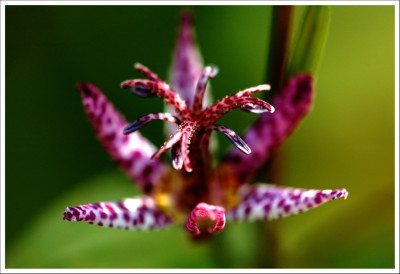 Tricyrtis_2_10-11-2006.jpg