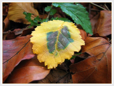 BLATT_MO_1311_RI.jpg