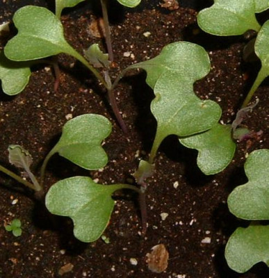 blumenkohl_anzucht03_ausschnitt.jpg