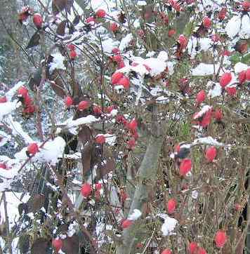 R_rubiginosa____hagebutten__27.12.05.jpg