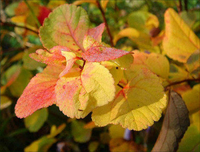 Spirea_betulifolia_Thor.jpg