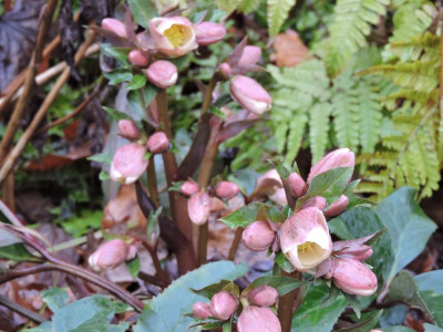 DSCN6383.JPG