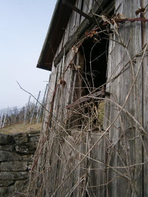 Geigersberg Ochsenbach 029.JPG