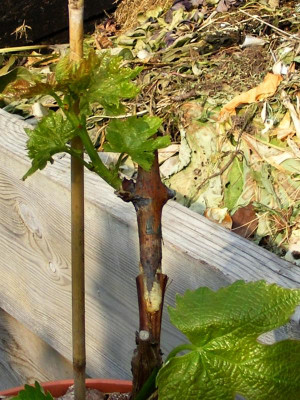 DSCF8169 Keil mit Kallus .JPG