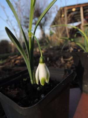 G.scharlockii.JPG