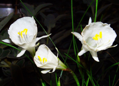 Narcissus_cantabricus_foliosus_06-01.jpg