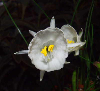 Narcissus_cantabricus_foliosus_06-02.jpg