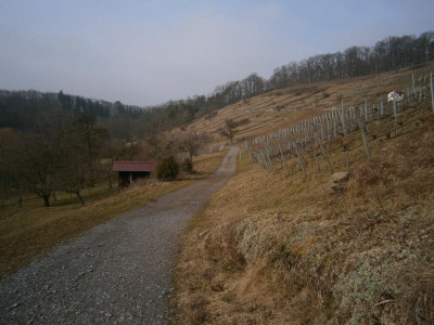 Geigersberg Ochsenbach 014.JPG