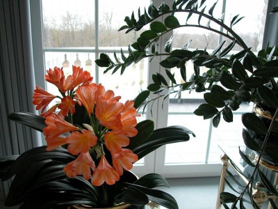 2.3. Clivie - White Lips - beide - 20.2.2010.jpg
