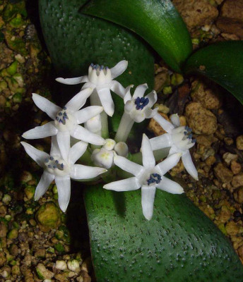 Massonia_jasminiflora_06-01.jpg