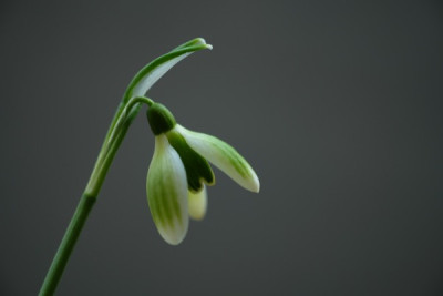 G.Green Tear.JPG