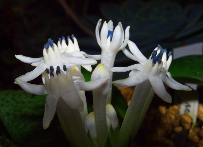 Massonia_jasminiflora_06-02.jpg