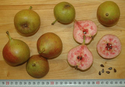 Blutbirne-Frucht.jpg