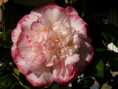 Garten_248.jpg