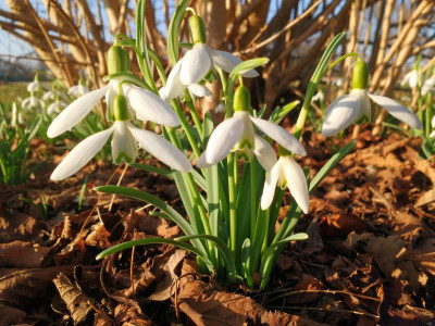 Galanthus nivalis 14 Feb 2017.jpg