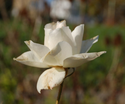 Schneewittchen_trotz_Frost_S1_0018.jpg