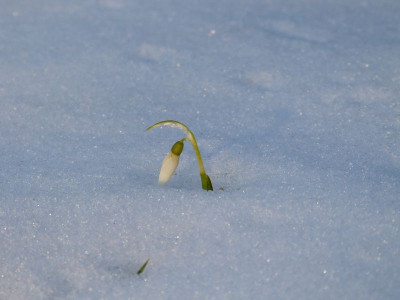 2017-02-15 Galanthus elwesii.jpg