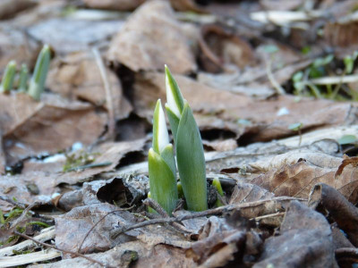 2017-02-15 Galanthus elwesii porreefolium.jpg